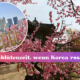 Kirschblütenzeit, wenn Korea rosa wird