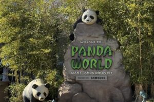 Koreas jüngster Panda heißt Shu Bao